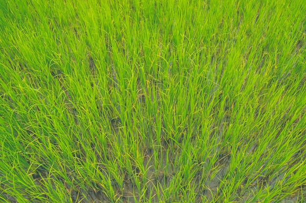 Rice field thailand green rice farm and asian farmer in rainy season.