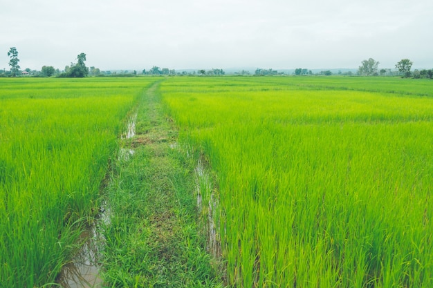 Rice field thailand green rice farm and asian farmer in rainy season.