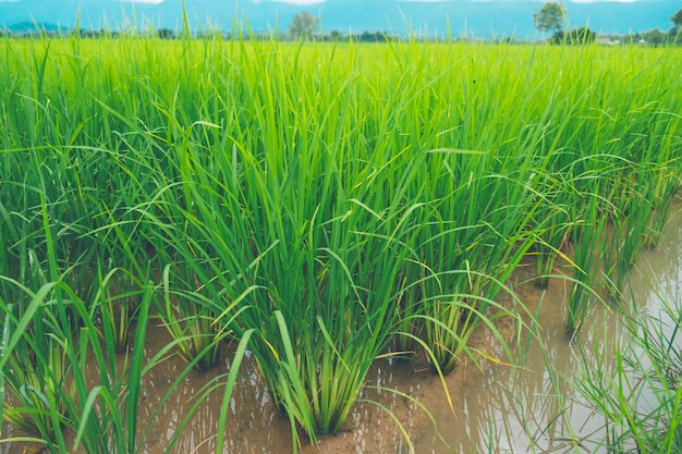 Rice field thailand green rice farm and asian farmer with mountain on rainy season.