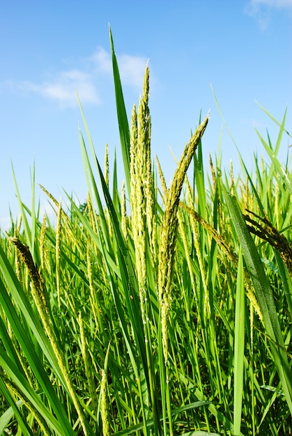 Rice field in Thailand