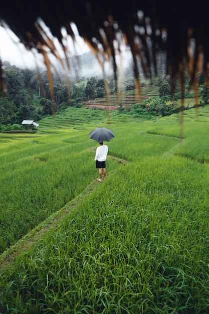 Rice field vacation people at huts and rice terraces