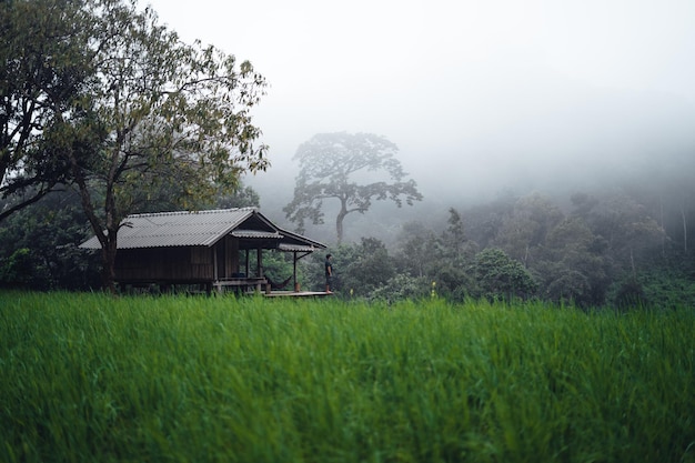 Rice field vacation people at huts and rice terraces