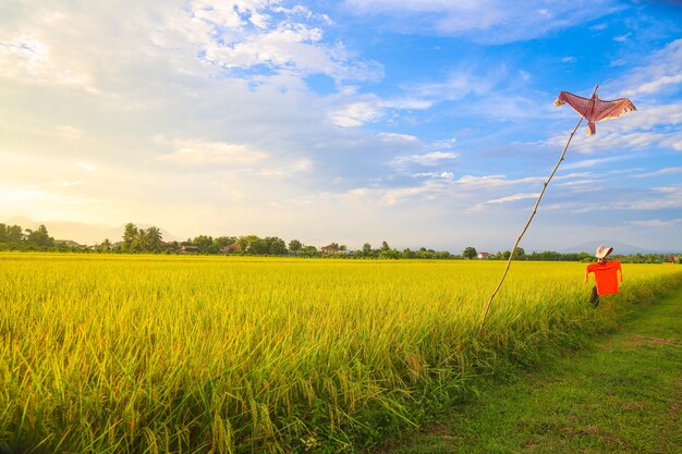 Rice field with blue sky background at Chiangrai Thailand