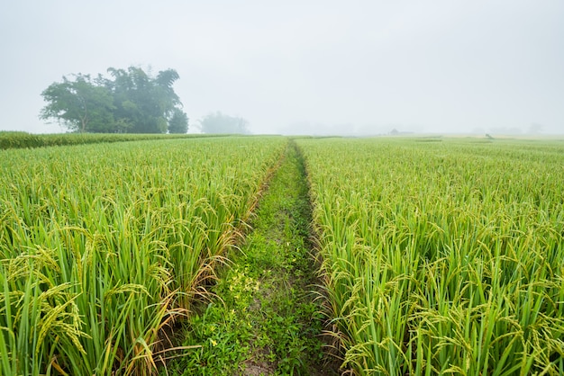 Rice field with pathway in the morning