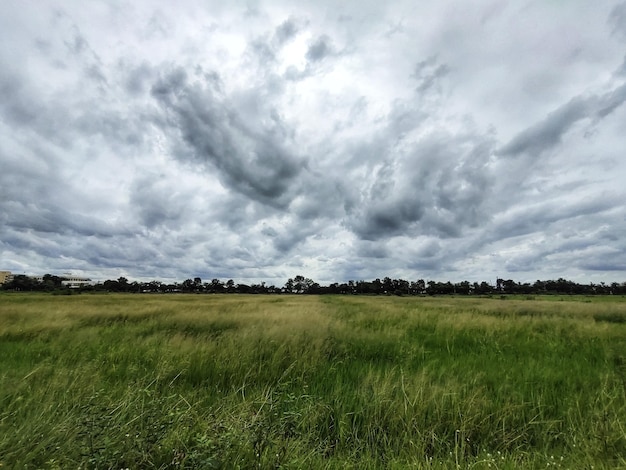 rice field with rain clouds.