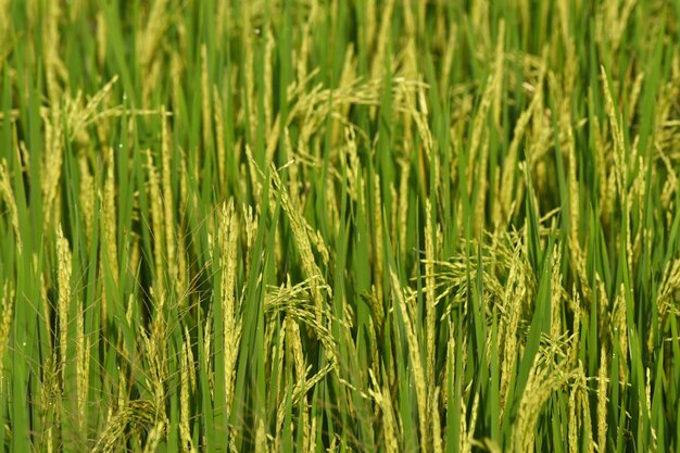 Photo rice field with yellowing paddies