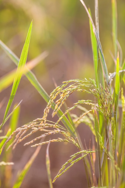 rice field