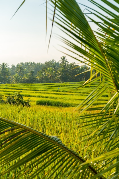 Rice field