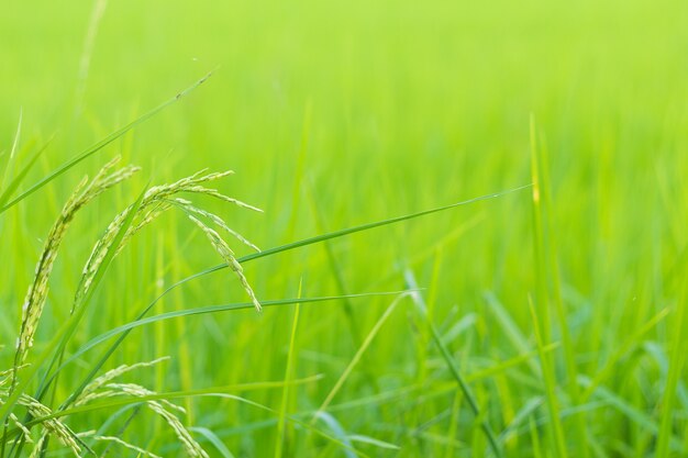 Rice Field