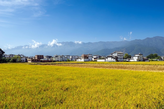 Rice fields against blue sky background Dali Yunnan China