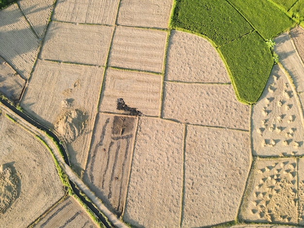 The rice fields are being harvested