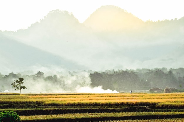 The rice fields are yellowing during the rice harvest with a mountain background in Ponorogo, East Java, Indonesia