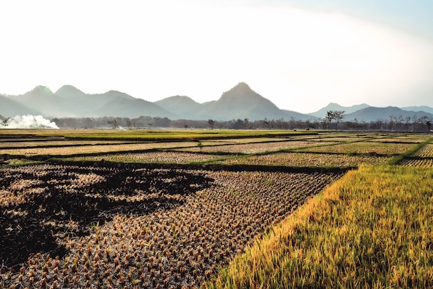 The rice fields are yellowing during the rice harvest with a mountain background in Ponorogo, East Java, Indonesia