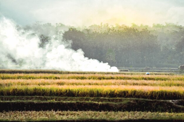 The rice fields are yellowing during the rice harvest with a mountain background in Ponorogo, East Java, Indonesia