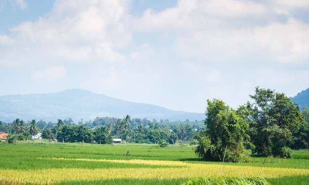 Rice fields beautiful landscape of PhuLua, Loei, Thailand.