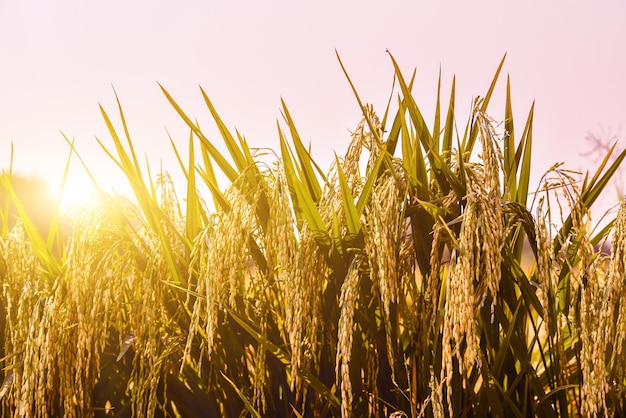 Rice fields in beautiful sunrise agricultural land in Thailand