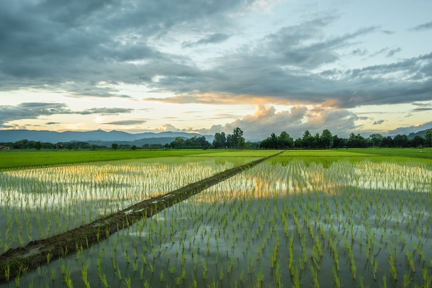 The rice fields in the countryside when the sun is about to go down.