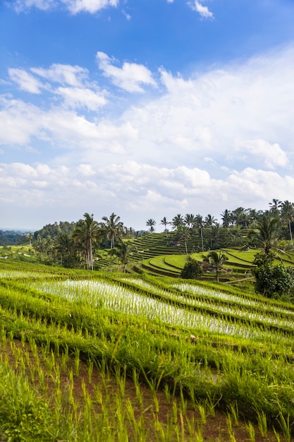 Rice fields of Jatiluwih in southeast Bali