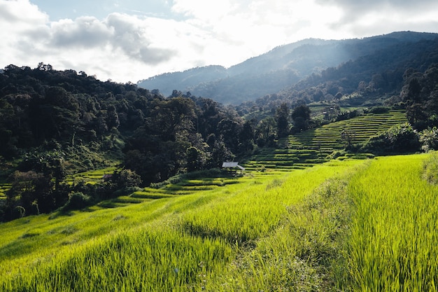 Rice fields on the mountain in the evening