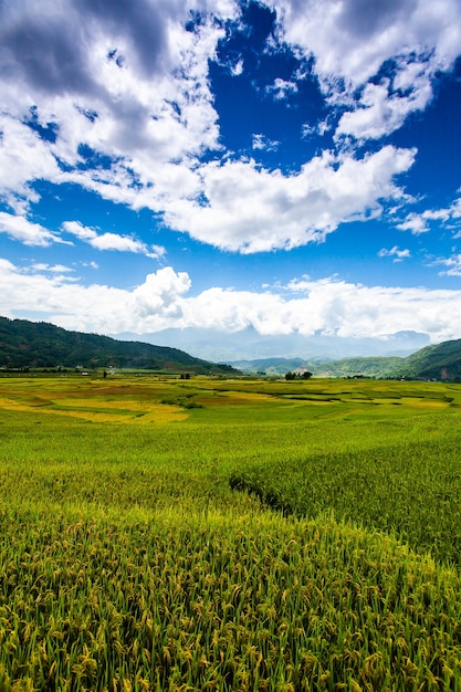 Rice fields at Northwest Vietnam