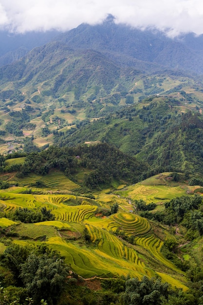 Rice fields at Northwest Vietnam