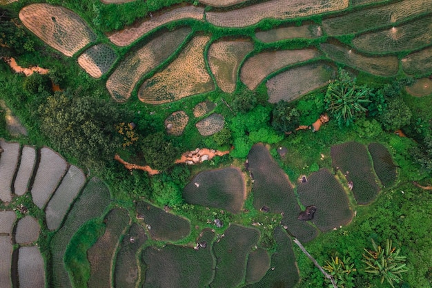 Rice fields outside the growing season