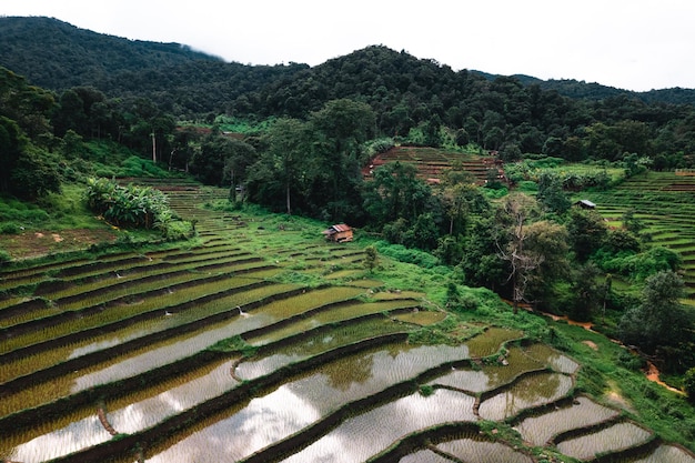 Rice fields outside the growing season