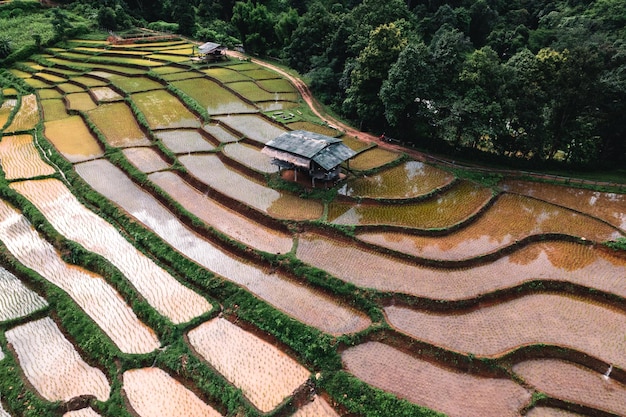 Rice fields outside the growing season