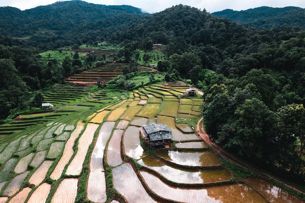 Rice fields outside the growing season