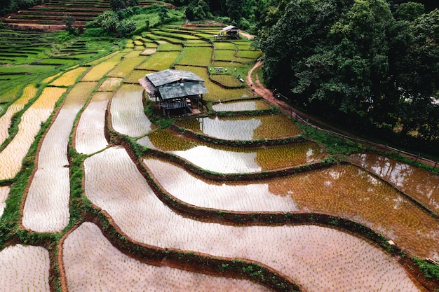 Rice fields outside the growing season