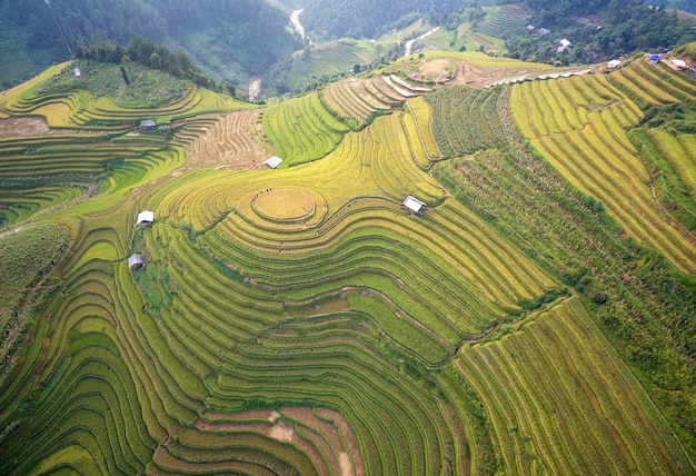 Rice fields prepare the harvest at Northwest Vietnam. Vietnam landscapes.