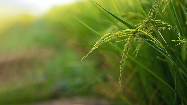 Rice fields rice in the harvest season Rice fields in the morning