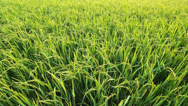 Rice fields rice in the harvest season Rice fields in the morning