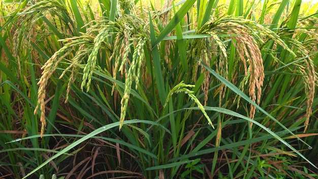 Rice fields rice in the harvest season Rice fields in the morning