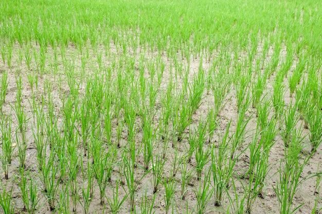 Rice fields in rural Thailand