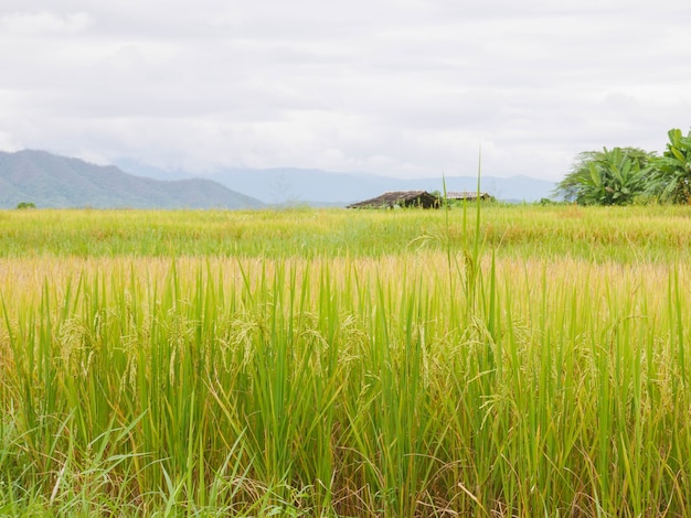 Rice fields and sky with mountain