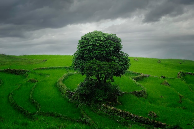 Rice fields in Southeast Asia