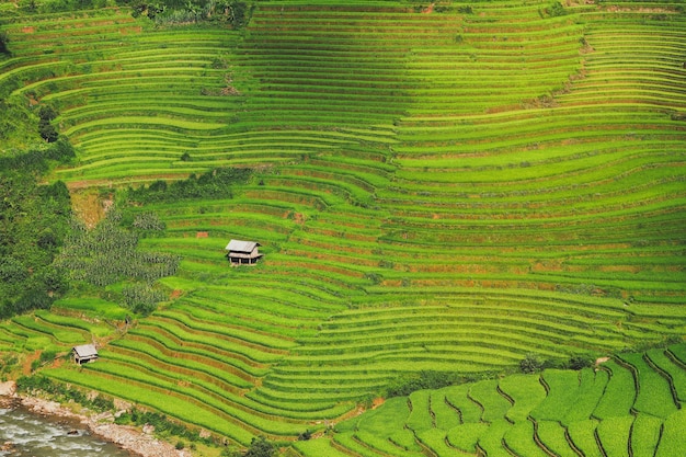 Rice fields on terraced hills