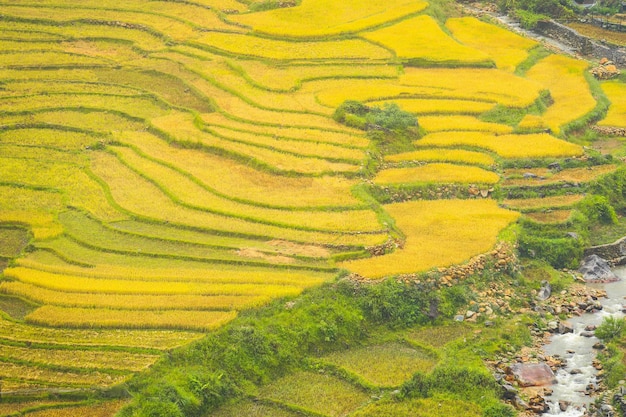 Rice fields on terraced of Mu Cang Chai YenBai Vietnam Rice fields prepare the harvest at Northwest VietnamVietnam landscapes