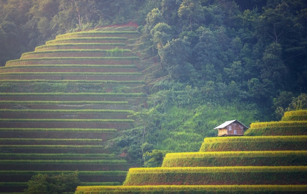 Rice fields on terraced of Mu Cang Chai, YenBai, Vietnam. Vietnam landscapes.