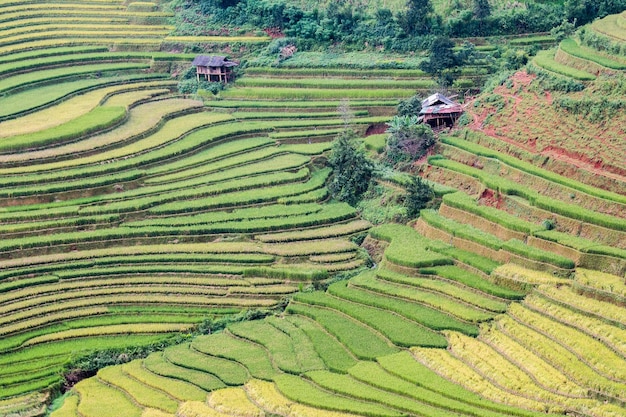 Rice fields on terraced of Mu Cang Chai