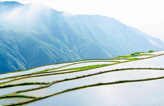 Rice fields on terraced in rainny season