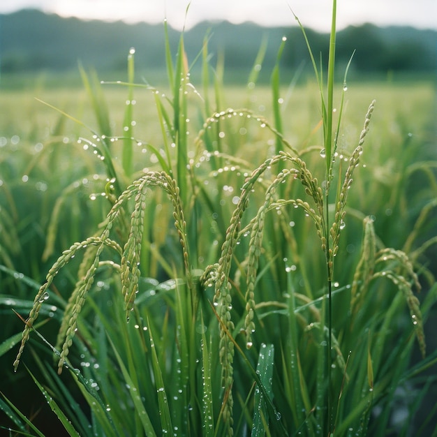 In the rice fields there is green and yellow ears of rice growing on it