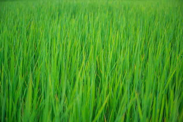 rice fields while the rice plants are growing