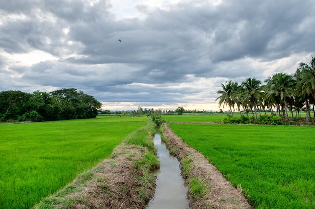 Rice fields with canal ditch