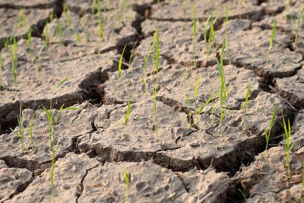 Rice fields with cracked soil in Thailand