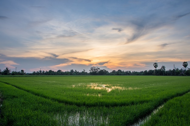 Rice fields with solar sky