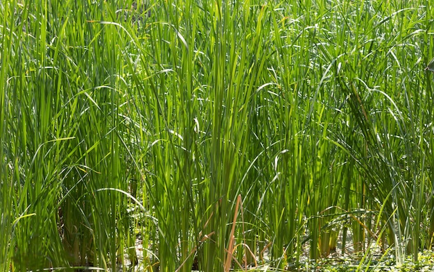 Rice fields.