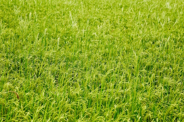 In the rice fields