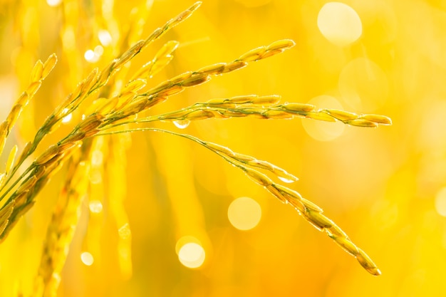 Rice grains in rice fields